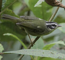 Paruline triligne