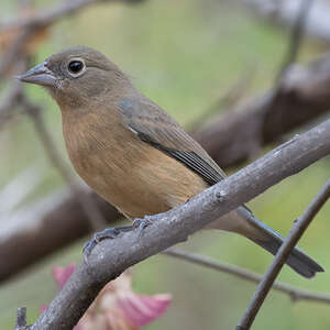 Passerin à ventre rose