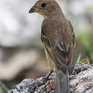 Passerin indigo