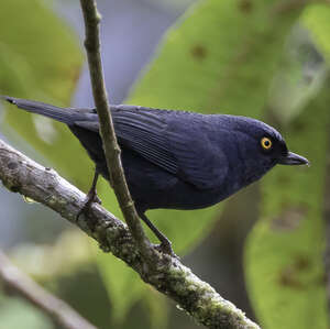 Percefleur glauque