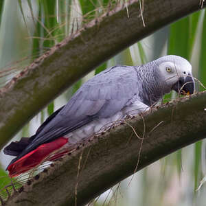 Perroquet jaco - Psittacus erithacus