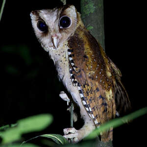 Phodile du Sri Lanka