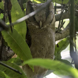 Phodile du Sri Lanka