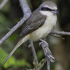 Pie-grièche brune