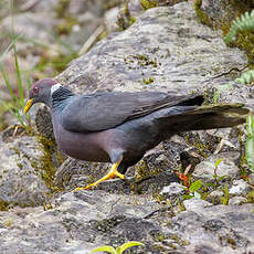 Pigeon à queue barrée