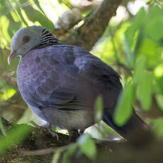 Pigeon d'Elphinstone