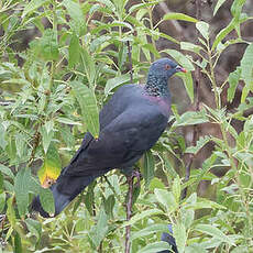 Pigeon de Bolle