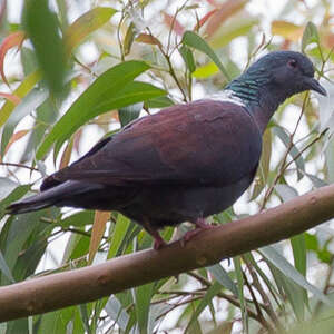 Pigeon de Delegorgue