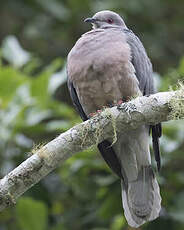 Pigeon de la Jamaïque