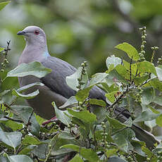 Pigeon de la Jamaïque