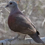 Pigeon de Madagascar