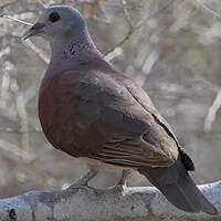 Pigeon de Madagascar