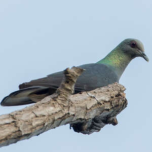 Pigeon de Malherbe