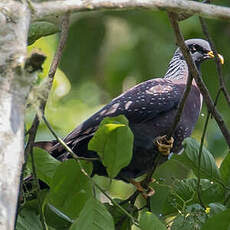 Pigeon de Sao Tomé