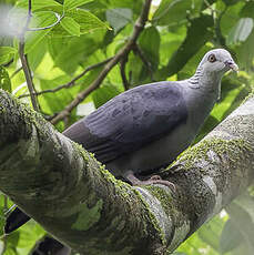 Pigeon des Andaman