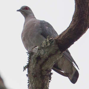 Pigeon gris