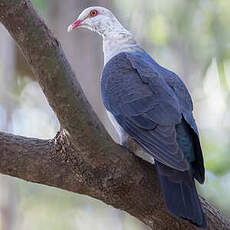 Pigeon leucomèle