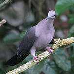 Pigeon plombé