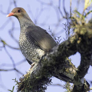 Pigeon ramiret