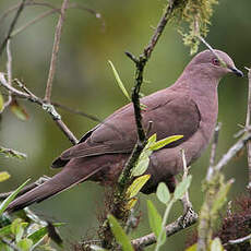 Pigeon vineux