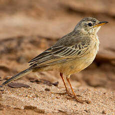 Pipit à dos uni