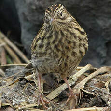 Pipit antarctique