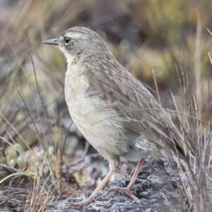 Pipit de Nouvelle-Guinée