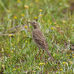 Pipit de Richard