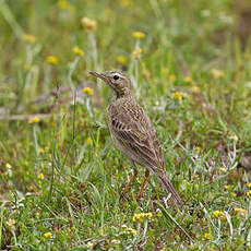 Pipit de Richard