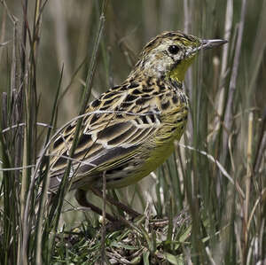 Pipit de Sharpe