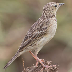 Pipit jaunâtre