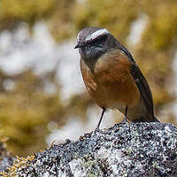 Pitajo de d'Orbigny