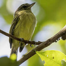 Platyrhynque à face olive