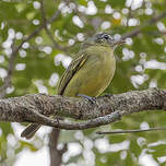 Platyrhynque jaune-olive