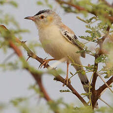 Prinia à front écailleux