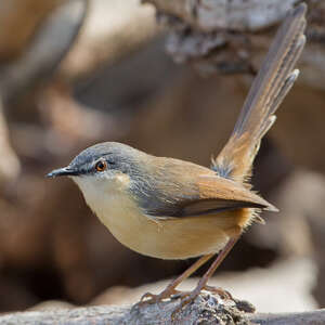 Prinia cendrée