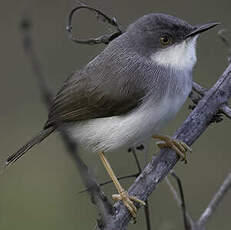 Prinia de Hodgson