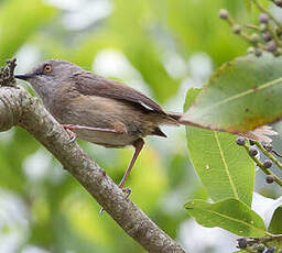 Prinia de Roberts