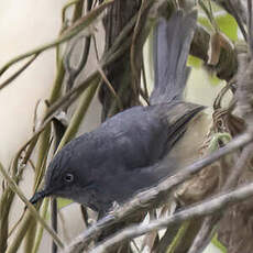 Prinia du Sierra Leone