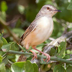 Prinia modeste