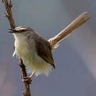 Prinia modeste