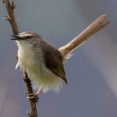 Prinia modeste