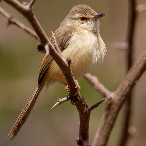 Prinia modeste