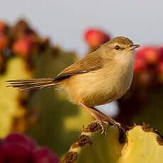 Prinia modeste