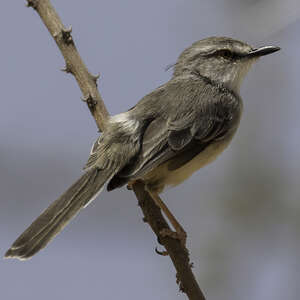 Prinia pâle