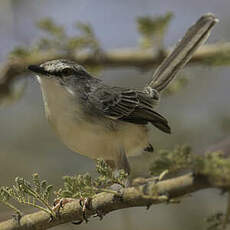 Prinia pâle