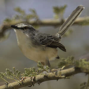 Prinia pâle