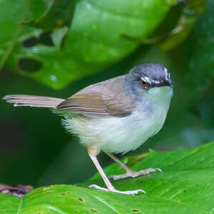 Prinia roussâtre