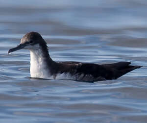 Puffin des Galapagos