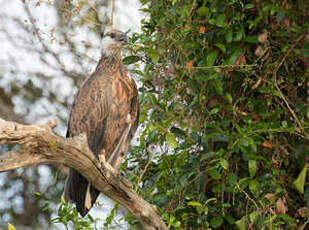 Pygargue de Madagascar